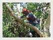 tREE fELLING/ dISMANTLING