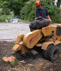 Conifers from Hell Stump Removal Specialists Swansea