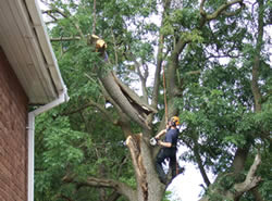 Conifers from hell Tree Removal Specialists Swansea